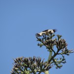 bird on cactus tree spreads wings to reveal black and white pattern