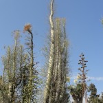 tall, skinny cactus