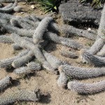 cacti growing on ground like worms