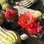large red flowers blooming from cactus on ground