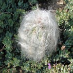 cactus covered with white hairy strands