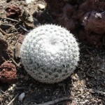 round cactus covered in white spikes