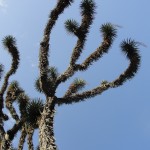 huge cactus with lots of spikes