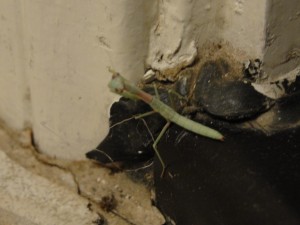 tiny baby preying mantis in doorway