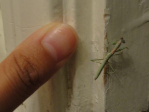 a finger next to preying mantis baby for comparison