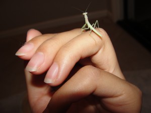 preying mantis climbing on hands