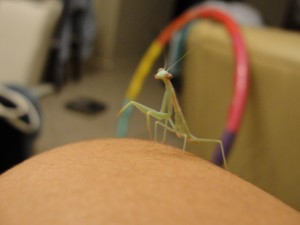preying mantis with hula hoop in background
