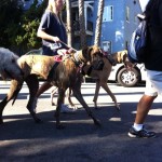 dogs dressed as horses for haute dog parade 2010