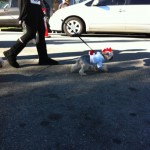 dog dressed as chicken for haute dog parade 2010