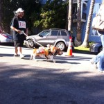 dog dressed as junk food taco for haute dog parade 2010