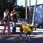 dog dressed as yellow submarine for haute dog parade 2010