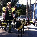 dogs dressed as bumblebees for haute dog parade 2010