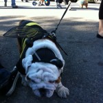 dog dressed as bumblebee for haute dog parade 2010