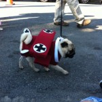 dog dressed as plane for haute dog parade 2010