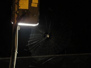 spiderweb on street lamp