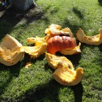 smashed pumpkin lies on ground after pumpkin drop at haute dog parade 2010