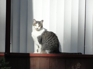 cat sitting on window sill