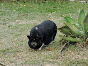 big black pot belly pig
