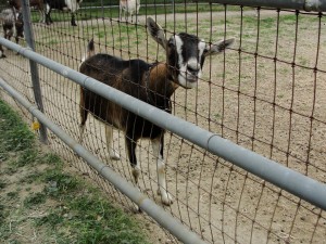 goat at fence