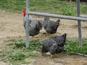 black and white patterned chickens