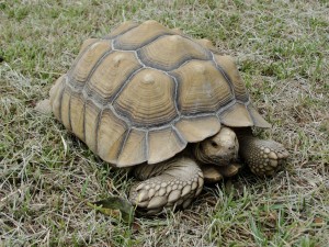 large tortoise retracting into shell