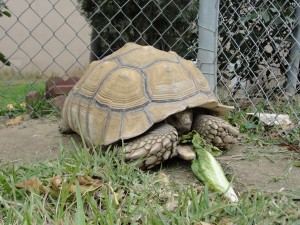 tortoise with lettuce placed in front of it