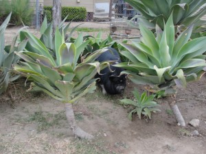 pot belly pig hiding behind plants