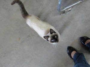 siamese cat looking up at me