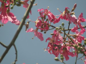 tree with large pink flowers that attract hummingbirds