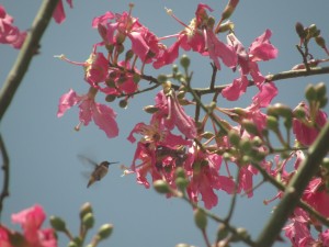 tree with large pink flowers that attract hummingbirds