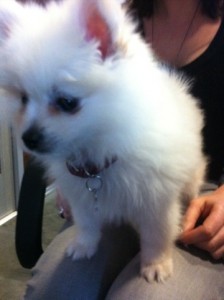 white toy pomeranian puppy sitting on a person's lap