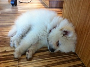 white toy pomeranian puppy sleeping
