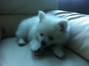 white toy pomeranian puppy gnawing on bone