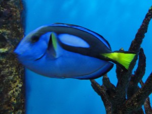 same type of fish as dory from finding nemo