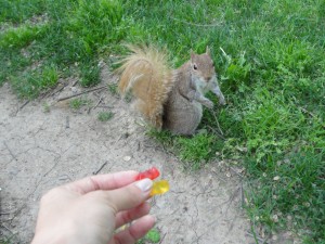 brown or red squirrel looking over shoulder at gummy bears