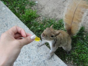 brown or red squirrel smells gummy bear