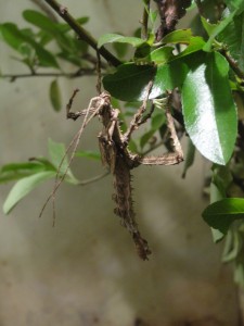 bug camouflaged to look like stem or leaf of plant