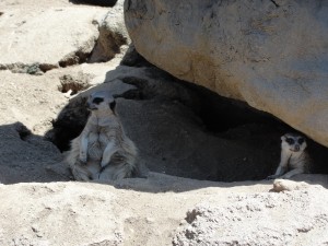 a fat meerkat sits, a normal meerkat peers from under rock