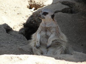 fat meerkat sits and stares