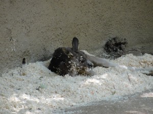 kangaroo resting on top of pile of sawdust
