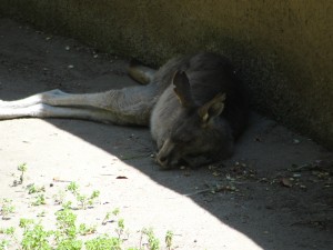kangaroo sleeping in the shade