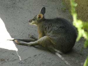 wallaby hunched forward with legs outstretched
