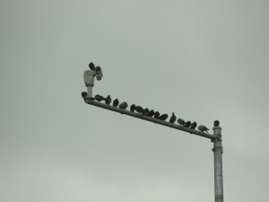 dozens of pigeons crowd onto one street lamp
