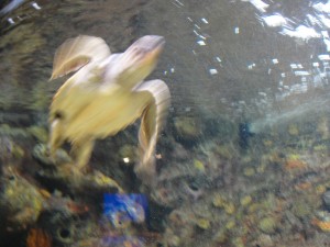 sea turtle zooming by in national aquarium