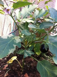 a eggplant grows from the stalk and a few flowers in bloom