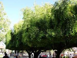 trees with bottoms cut off to prevent dangling branches