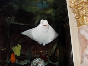 close up of bottom of manta ray at caesar's palace in las vegas