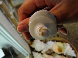 cool spiral ring made from shell