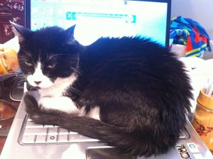 molly the cat keeps warm on top of the laptop's keyboard