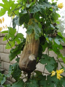 very large squash on the vine for so long it started to rot